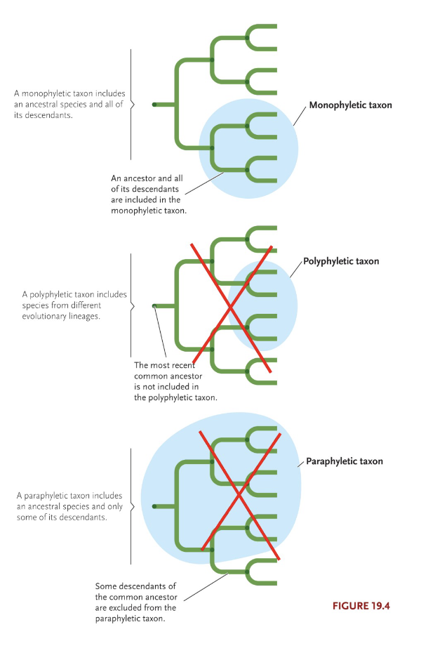 <p>monophyletic taxa (clades)</p>