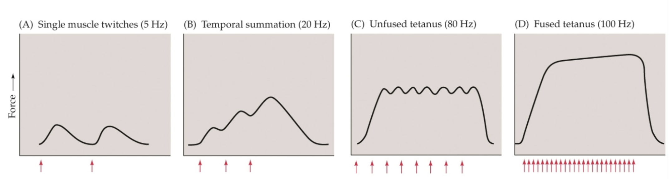 <p>Rate of action potentials (rate coding)!</p><p>Single muscle twitches, temporal summation, unfused tetanus, fused tetanus</p>