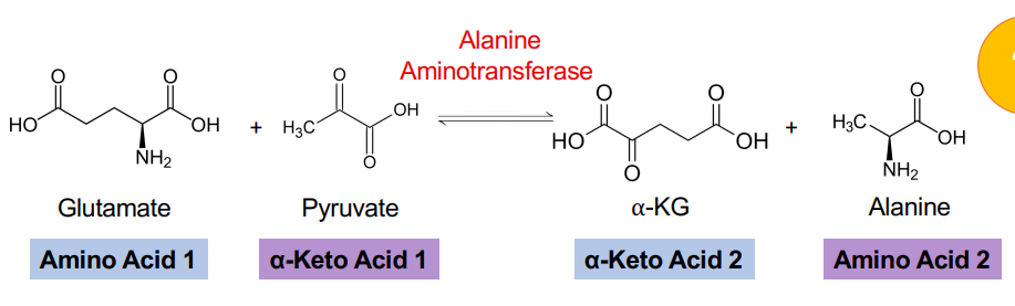 <p>Alanine synthesis transamination (ALT) </p>