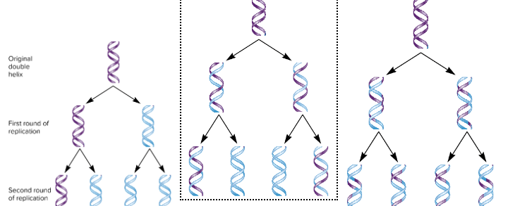 <p>Which model of replication is correct? What is the name?</p>
