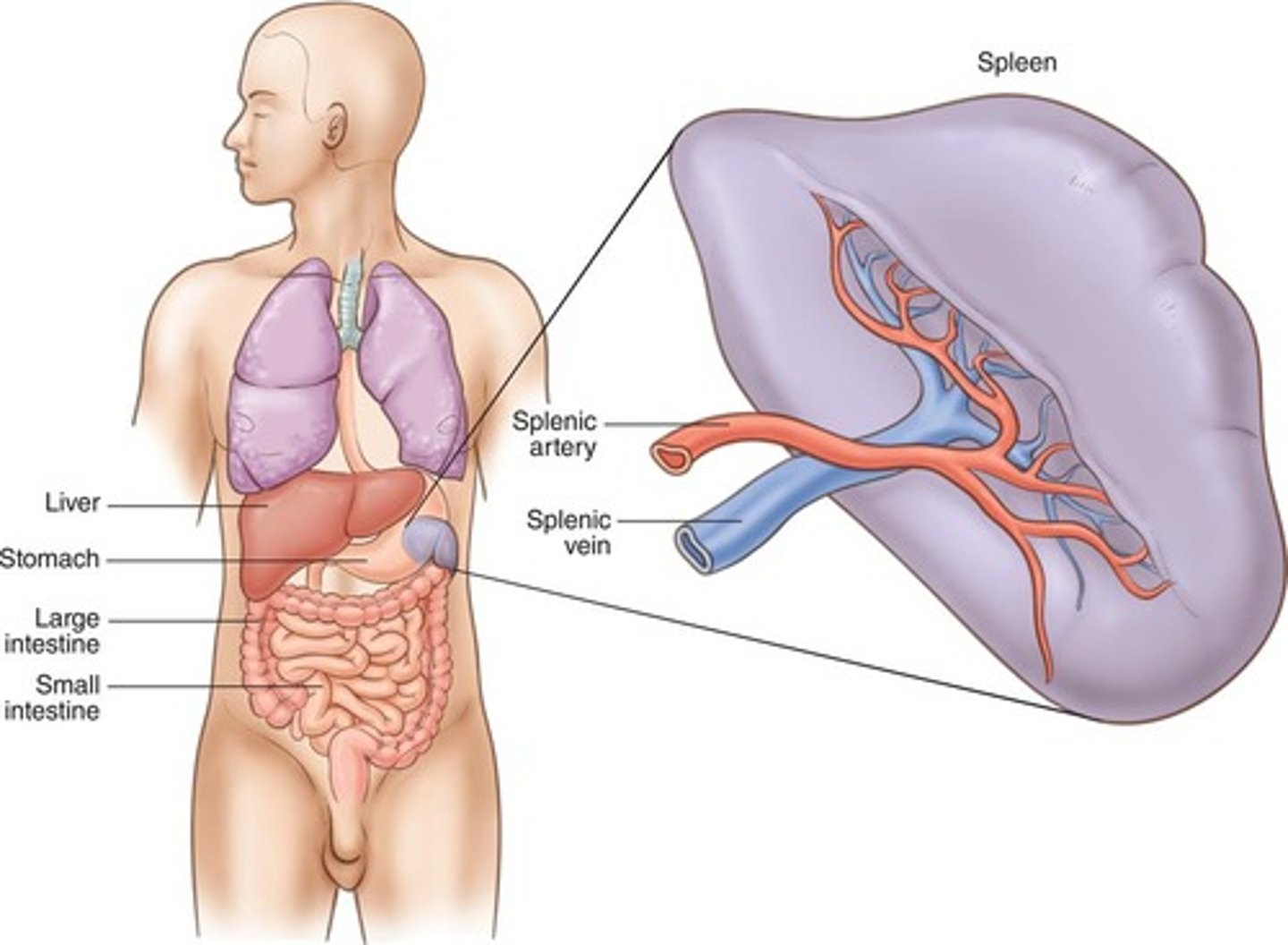 <p>To filter microorganisms and foreign material from blood and to form lymphocytes and monocytes.</p>