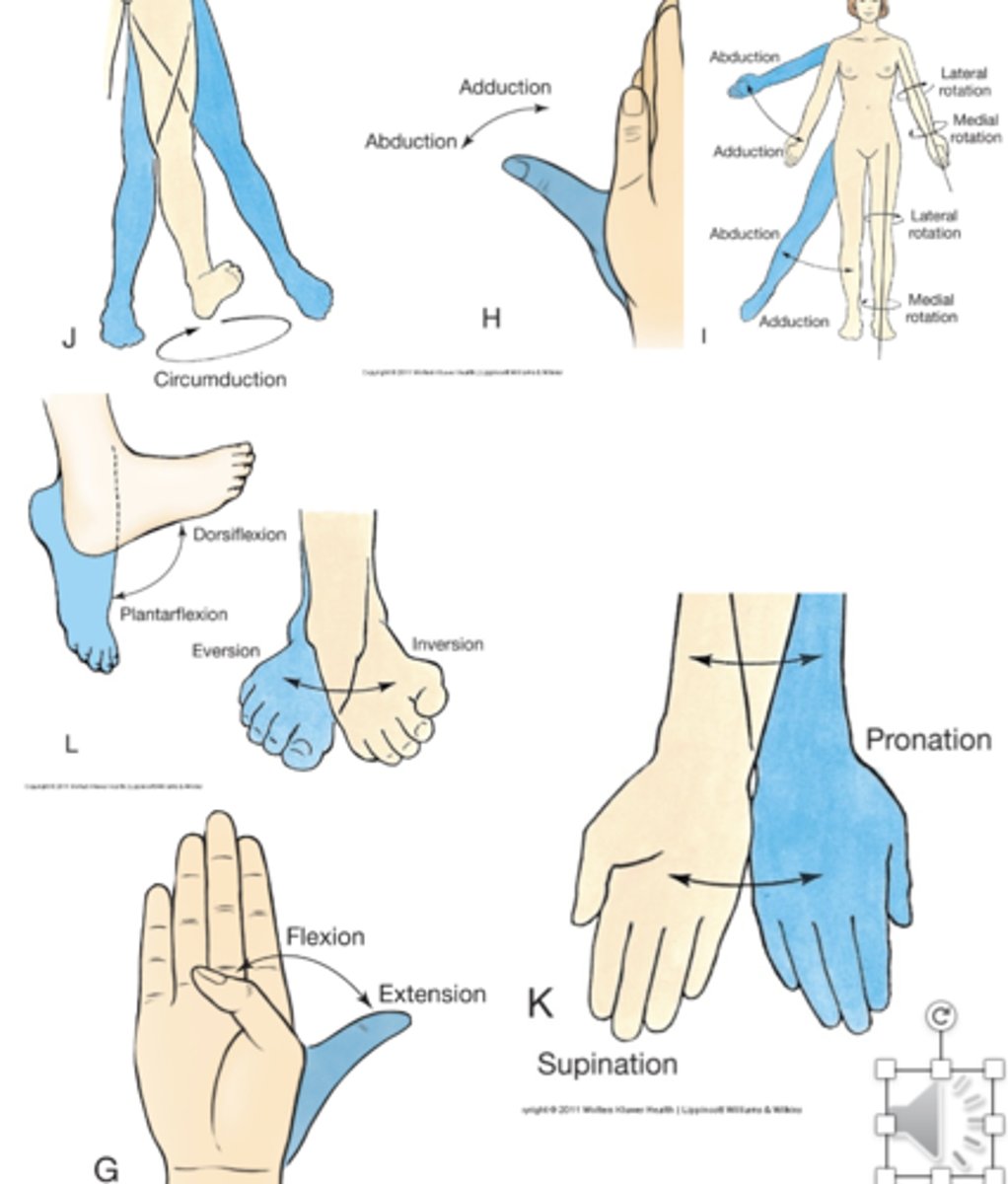 <p>dorsiflexion</p><p>-moving down (planting on ground) is plantarflexion</p>