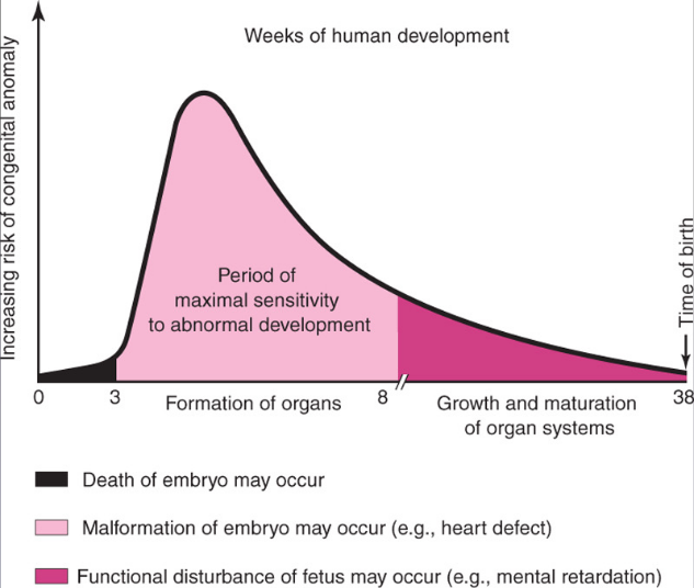 **resistance period (1st - 2nd week)**: embryo either dies or survives unaffected

**maximum susceptibility period (3rd - 8th week)**: all organs undergo morphogenesis
=> lots of potential for damage

**lower susceptibility period (9th - 38th week)**: the bases of the organs are already formed; functional damage is possible