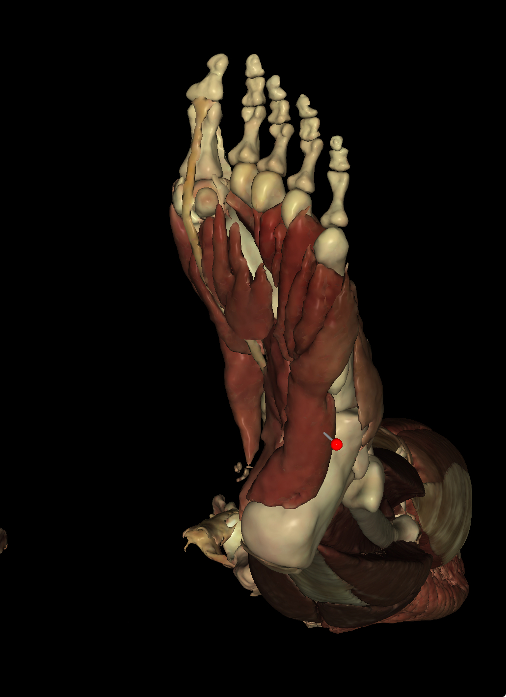 <p>Identify the Structure</p>