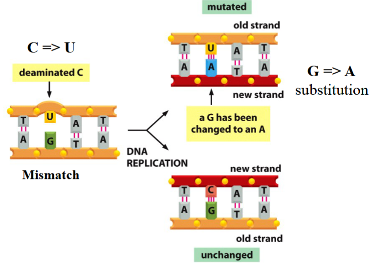 <p>a new strand is not like the template strand</p><p>e.g. C→ substitution yields to a G→A substituted new strand</p><p>DNA should not have U in it</p>