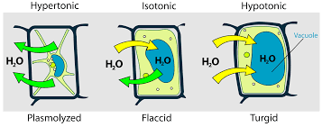<p>What happens when you put a plant cell in a hypotonic solution?</p>
