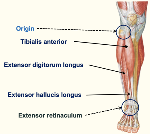 <p>Extensor digitorum longus, extensor hallucis longus, fibularis tertius, tibialis anterior</p>