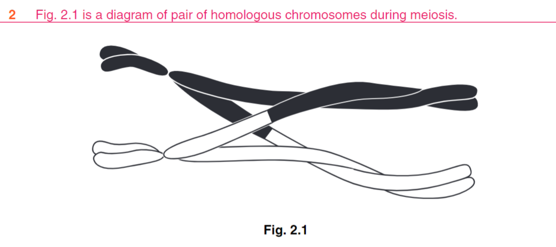 <p>(ii) Describe how crossing over produces genetic variation in a population.</p>