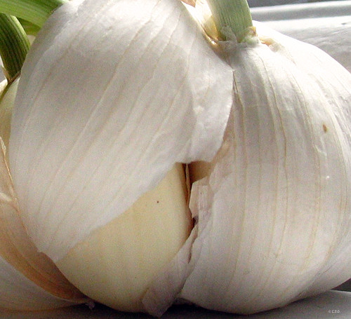 garlic