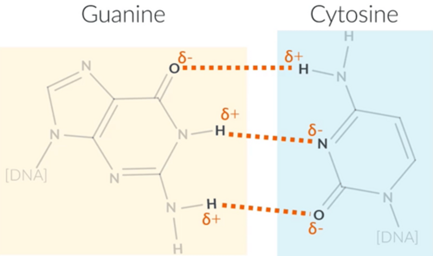 <p>1. Identify the given base using the phrase "ring 2-oxygen</p><p>or 1-CH₃"</p><p>2. Identify the complementary base.</p><p>3. Label the partial charges on the atoms involved in the hydrogen bonds.</p><p>4. Rotate or flip the complementary base so that the</p><p>partial charges line up.</p><p>5. Draw on the base and use dashed lines for the hydrogen bond.</p>