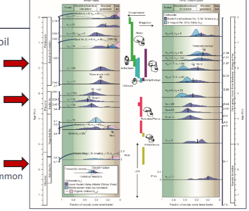 <p>carbon isotope ratios in soil</p><ul><li><p>ca. 2 ma BP onward</p><ul><li><p>more open again</p></li></ul></li><li><p>3-5 ma BP</p><ul><li><p>more trees / less open</p></li></ul></li><li><p>7-6 ma BP</p><ul><li><p>open habitat rather common</p></li></ul></li></ul><p></p>