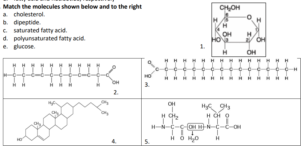 Match the molecules shown below and to the right 

a. cholesterol. 

b. dipeptide. 

c. saturated fatty acid. 

d. polyunsaturated fatty acid. 

e. glucose.
