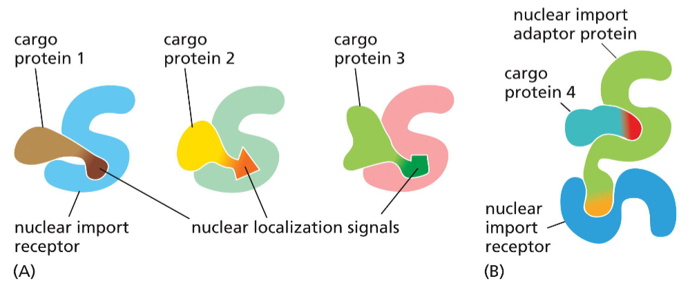 <p>a protein in the cytosol which binds to the nuclear localization signal in cargo (or with help from adaptor proteins)&nbsp;</p><p>once bound, binds to nucleoporins in the nuclear pore complex and transports into the nucleus</p>