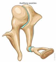<p>Co je tohle za kost lebky?</p>