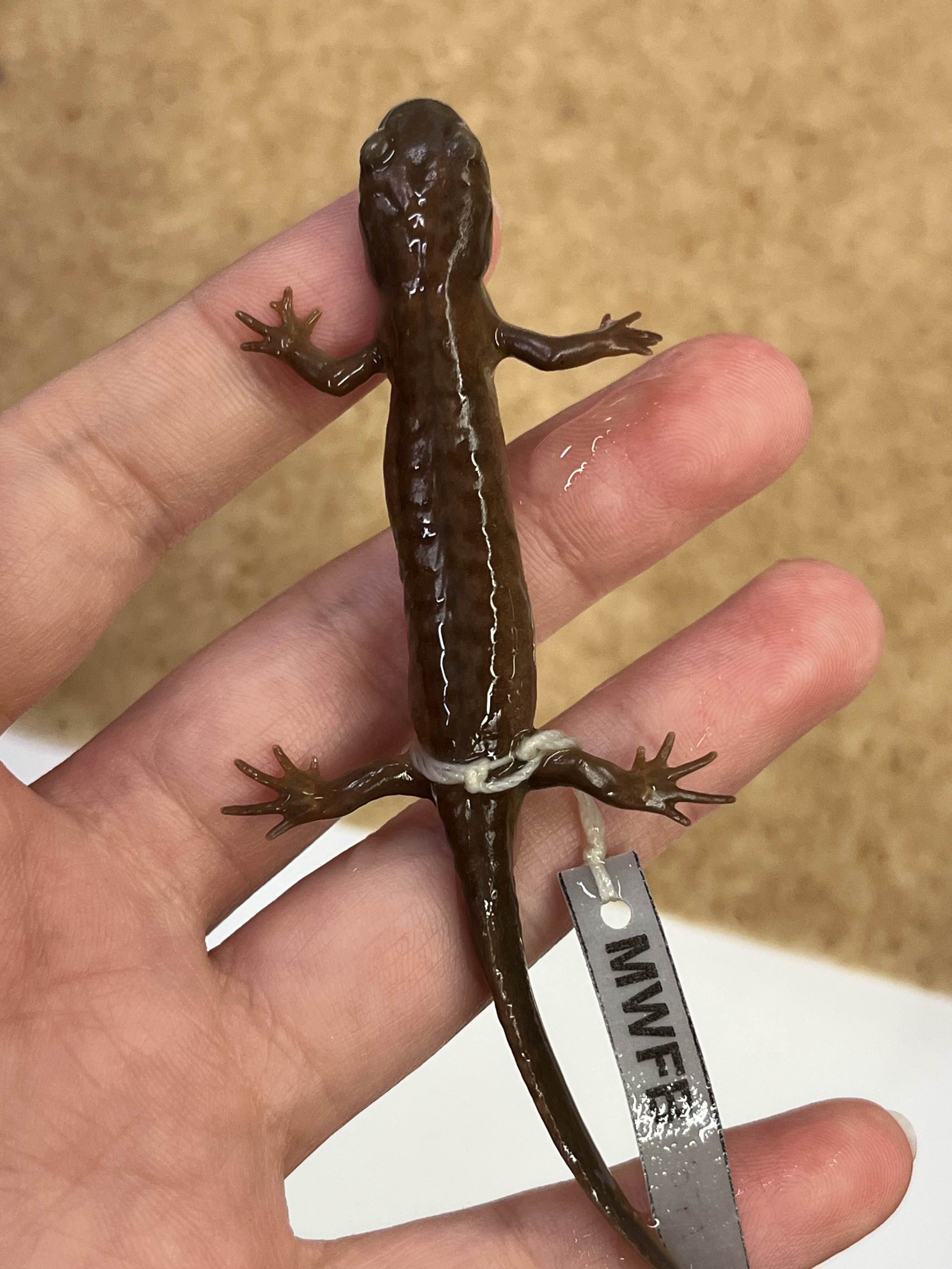 <p>Family?</p><ul><li><p>whole US</p></li><li><p><strong>robust</strong></p></li><li><p>smooth</p></li><li><p>~30 species</p></li></ul><p></p>