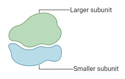 <p>Structure of ribosome</p>