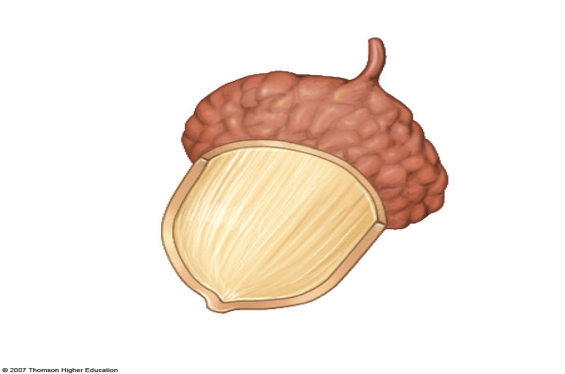 <ol><li><p>Fruit Name</p></li><li><p>Fruit Scientific Name</p></li><li><p>Fruit type</p></li></ol>