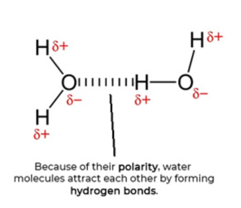 <p>Solid lines drawn showing bonds between H and O atoms.</p><p>Water is polar so hydrogen atoms have a partial positive charge and oxygen atoms hv a partial negative charge. These are shown by <em><span>δ</span></em><span>+, delta positive and </span><em><span>δ</span></em><span>− delta negative.</span></p><p><span>Due to their polarity, water molecules attract each other forming hydrogen bonds. This can be shown by a series of vertical lines.</span></p>