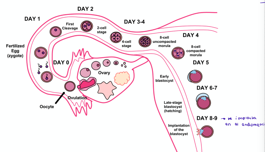 <p>Es la unión de un ovocito secundario con un espermatozoide en las trompas de falopio. Esto lleva a la formación de un zigoto, iniciando la embriogénesis. </p><p>Imagen: día 0 = ovulación</p>