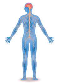 <p>Brain and spinal cord</p>