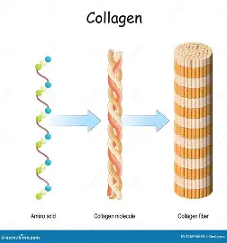 <p>collagen fibres</p>