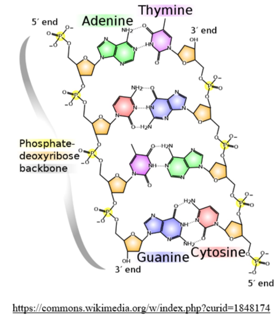 <p>antiparallel arrangement</p>