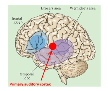<ul><li><p>Auditory cortex </p></li></ul><p></p>