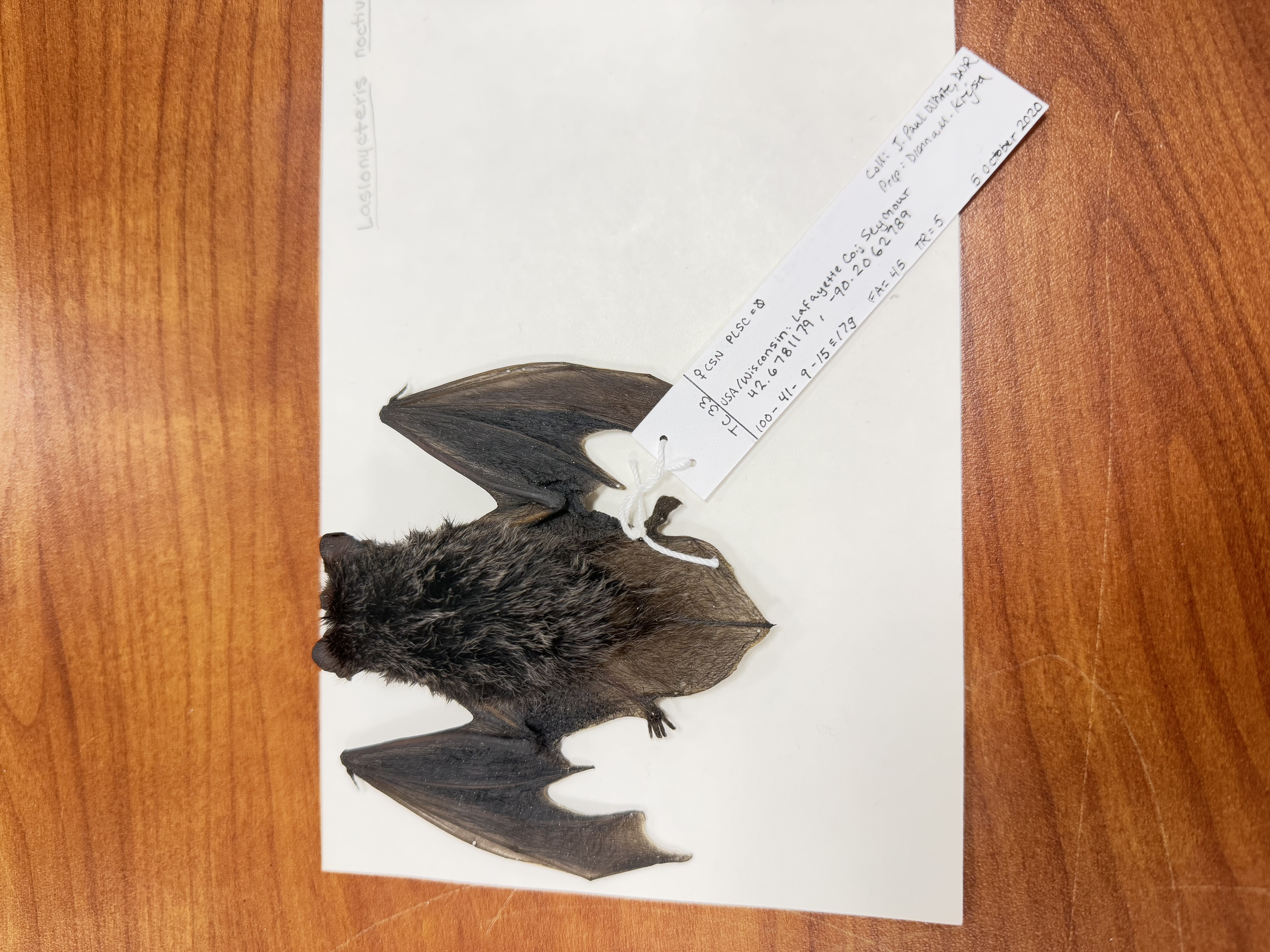 <p>Lasionycteris noctivagans</p>