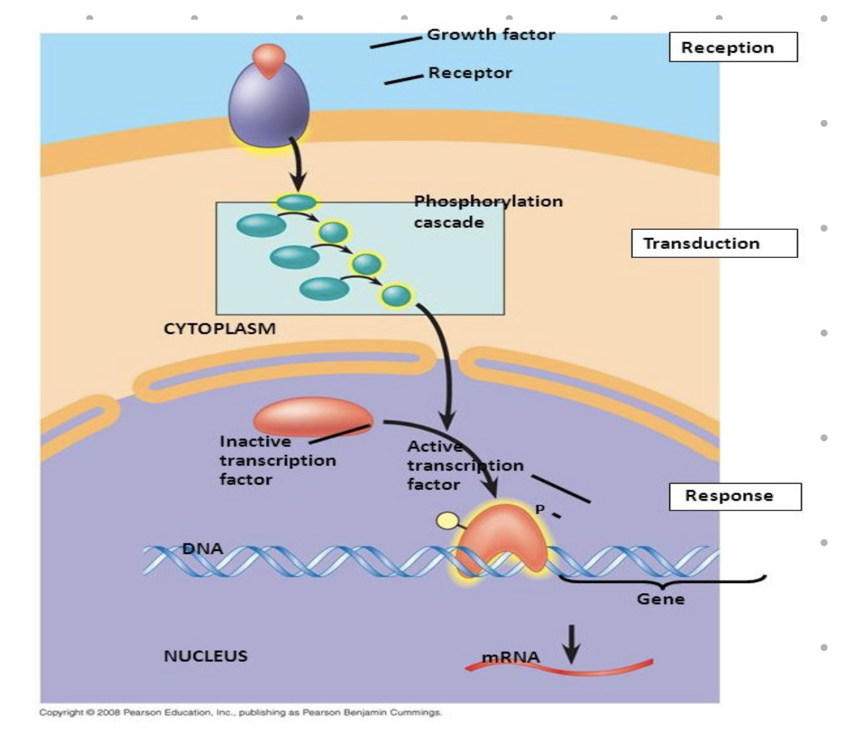 <p>in eukaryotes</p><ul><li><p>processes only occur if there are signals telling things what to do</p></li></ul><p></p><p>e. coli</p><ul><li><p>can divide quickly if provided with correct media + necessary nutrients</p></li></ul><p></p>