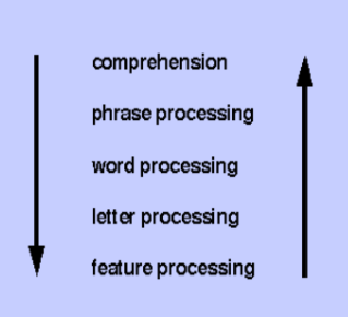 left side- (top-down or bottom-up)
right side- (top-down or bottom-up)