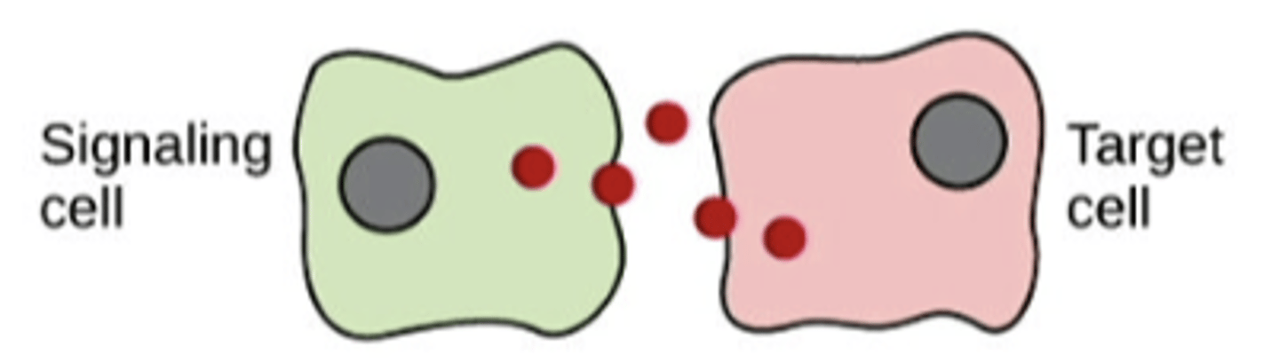 <p>cell targets a nearby cell</p>