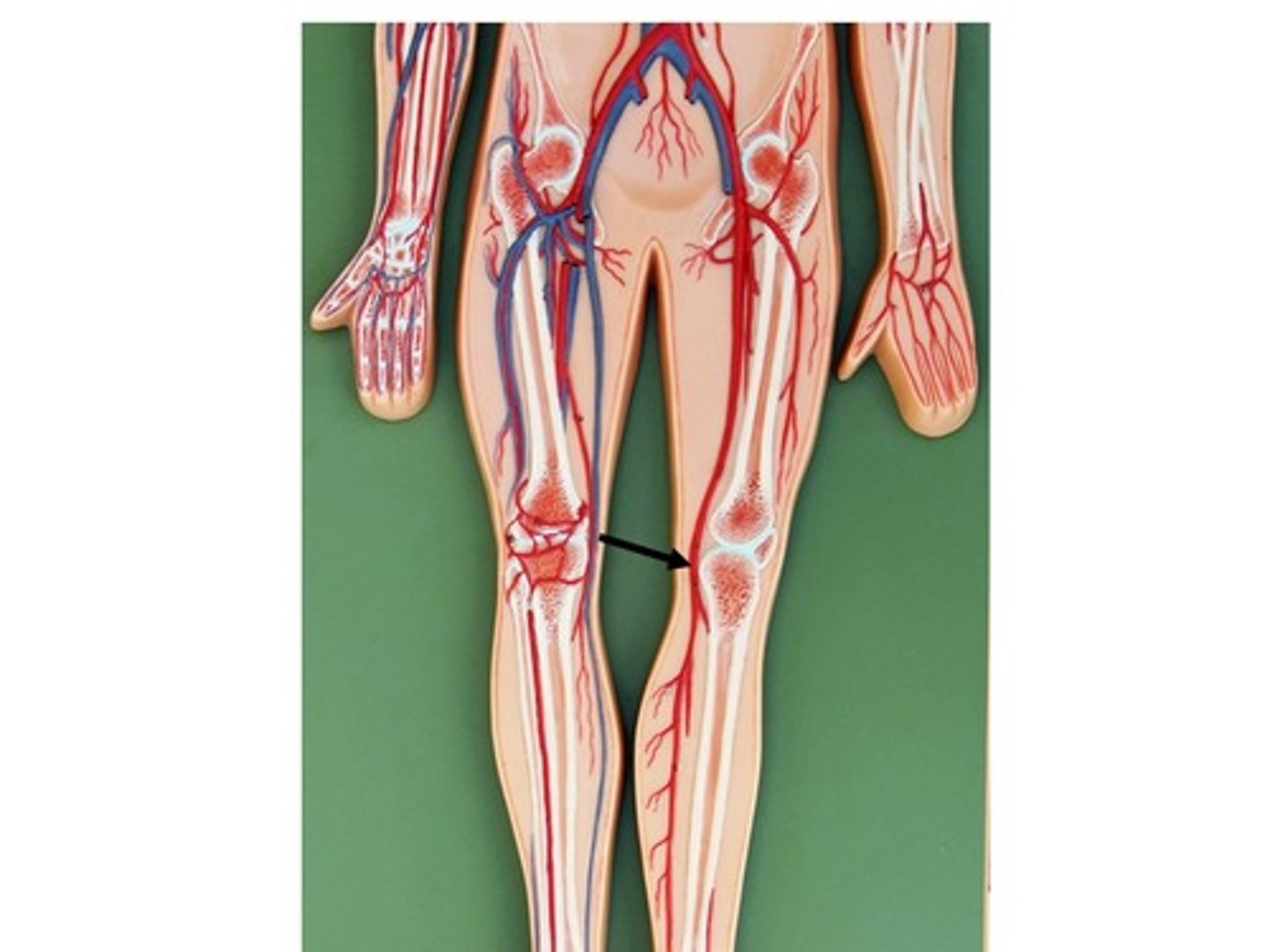 knowt flashcard image