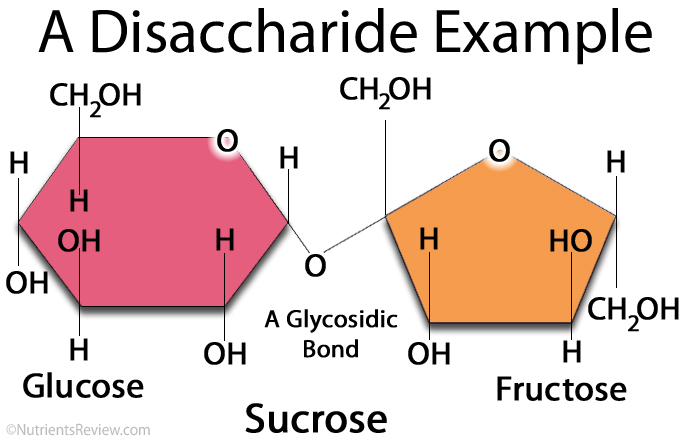 <ul><li><p>sucrose</p><ul><li><p>glucose and fructose</p></li></ul></li><li><p>lactose</p></li><li><p>maltose</p></li></ul><p>are two monosaccharides linked together.</p><ul><li><p>bonded with Glycosidic Bond (the oxygen bridge)</p><ul><li><p>a type of covalent bond that joins a carbohydrate (sugar) molecule to another carbohydrate molecule or another group.</p></li><li><p>eOH (Hydroxyl group) of Carbon 1 containing the aldehyde or ketone group of the sugar, forms the bond with the OH (hydroxyl group) of the other sugar molecule, and it involves the removal of water molecule during the reaction.</p></li></ul></li></ul><p></p>