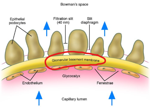 <p><strong>Basement membrane</strong></p><ul><li><p>Acellular <u>gelatinous layer</u></p></li><li><p>Composed of collagen &amp; glycoproteins</p></li><li><p><u>Negatively charged glycoproteins repel negatively charged plasma proteins</u></p></li></ul><p></p>