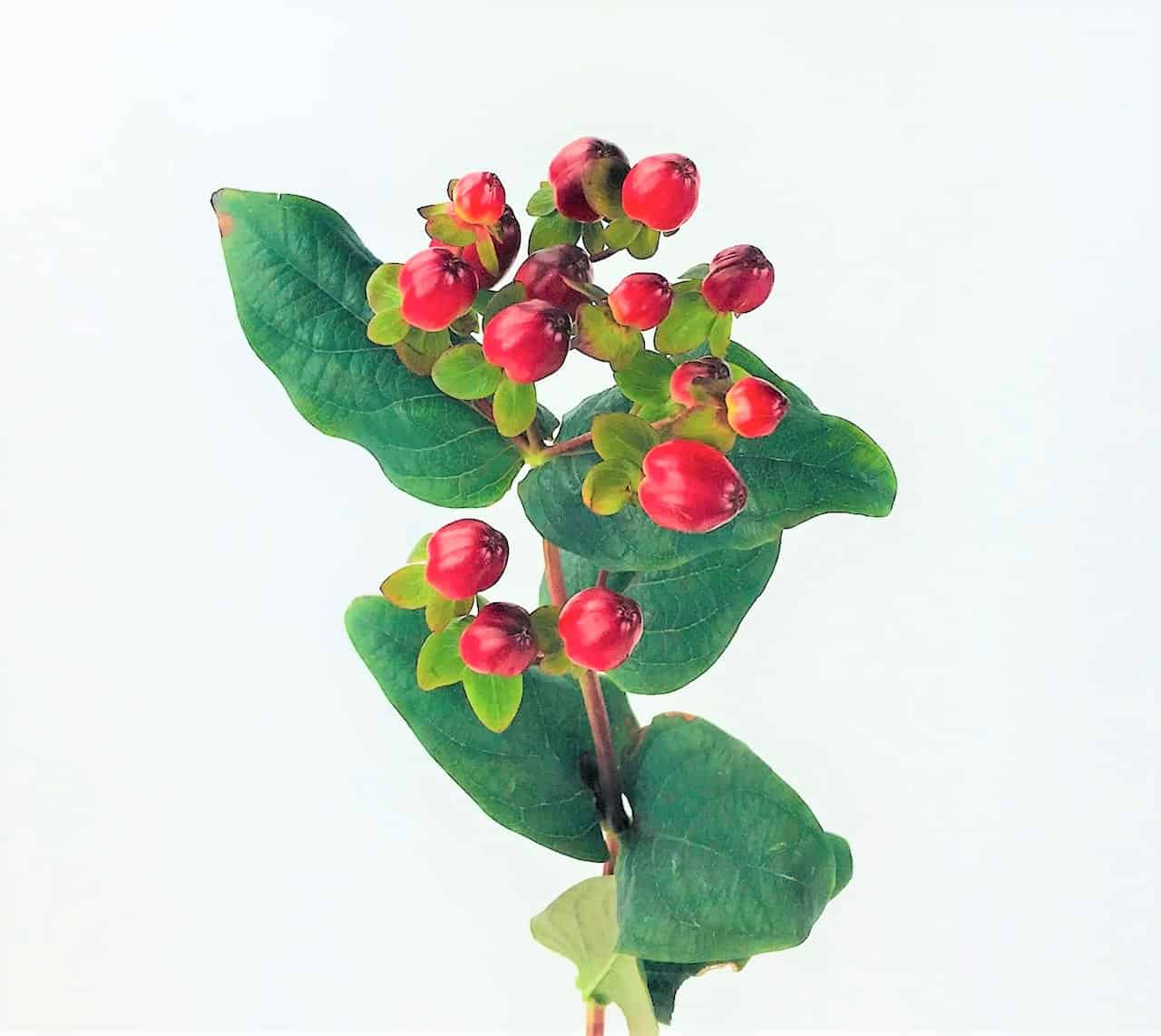 <p>What is the scientific name for this plant?</p>