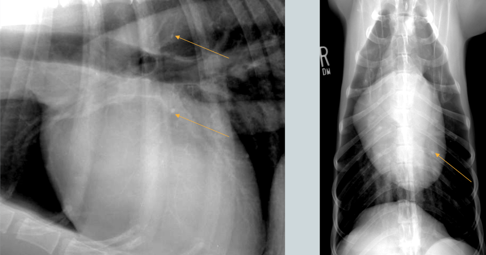 <p>What are the arrows pointing to? </p>