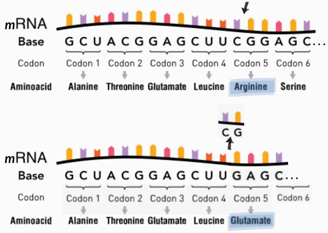 <p>Mutation (insertion or deletion) that ‘messes up’ (shifts) 3 base pair codons</p><p>Every codon is affected by mutation</p>