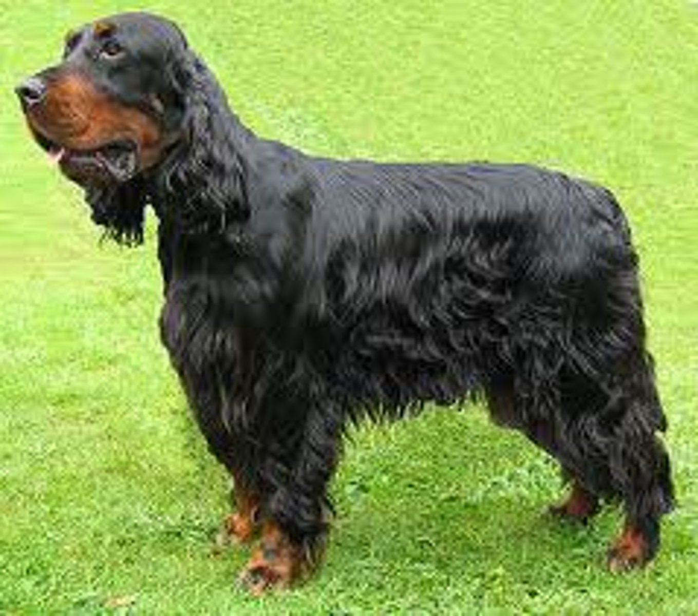 <p>Black and tan. Heaviest setter.</p>