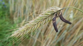 <p><span><span>Paličkovice nachová</span></span></p>