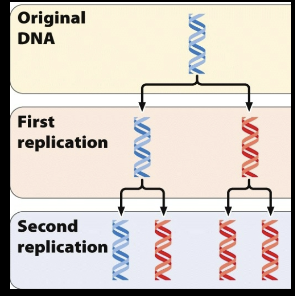 * The original double strand serves as a template for a new molecule of DNA