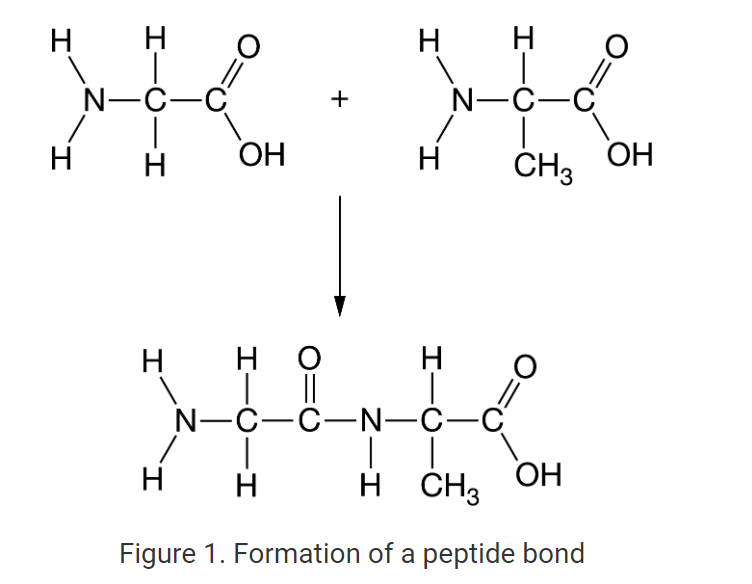<p>Which of the following best describes the formation of the bond shown in Figure 1 ?</p>