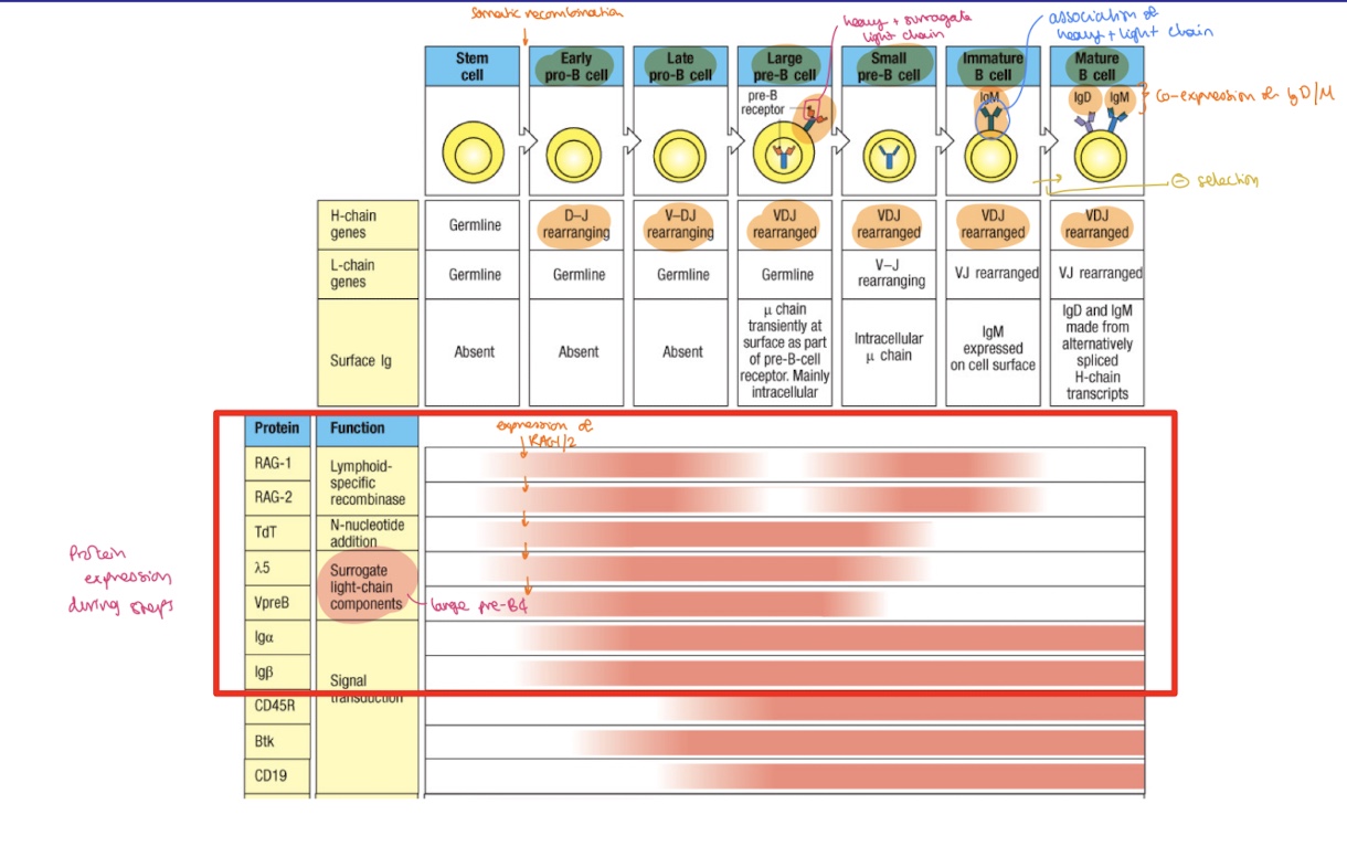 <p>during the large pre B cell stage </p>