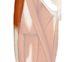 the deep fascia of the thigh that encloses the thigh muscles; the thick lateral side forms the iliotibial (IT) band
