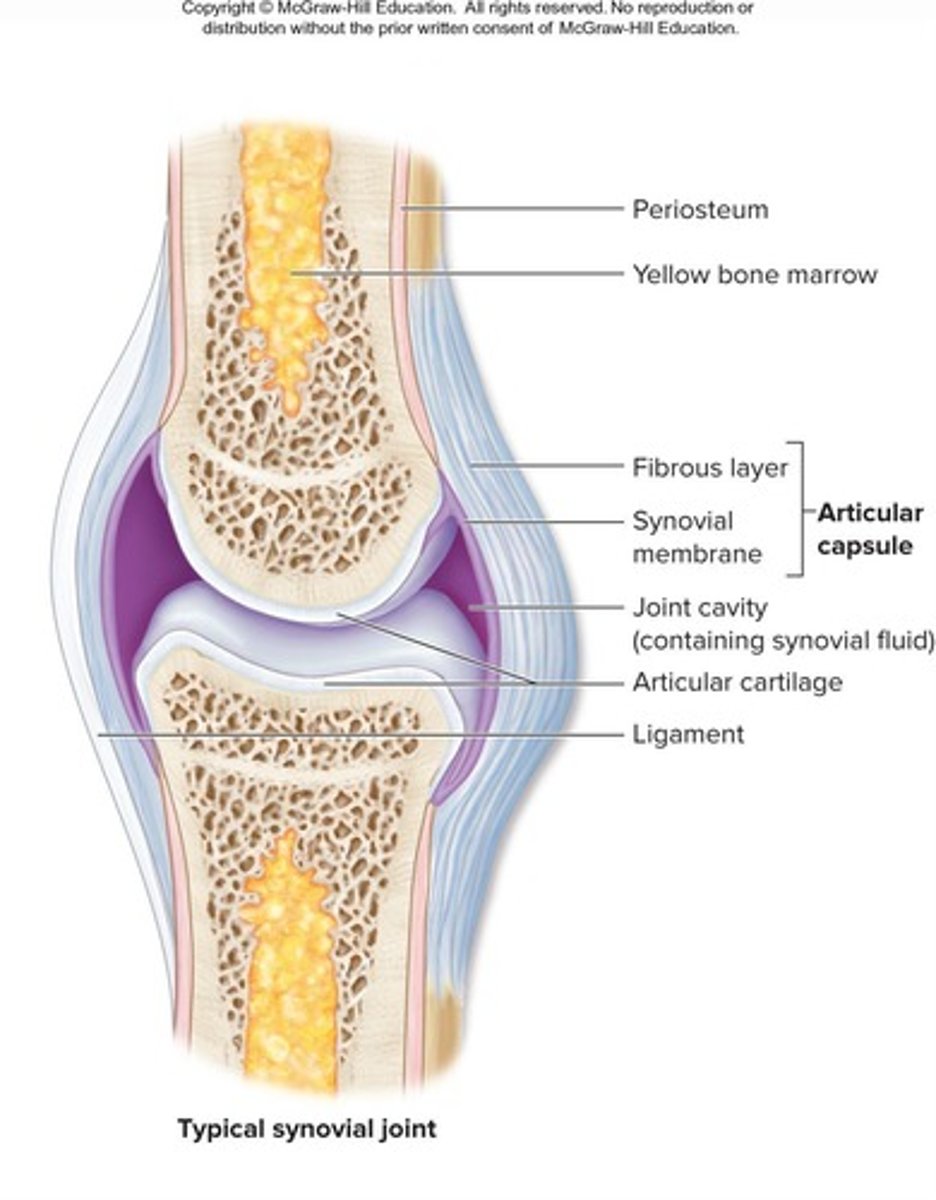 <p>Include articular cartilage, joint cavity, articular capsule, synovial fluid, ligaments, nerves, and blood vessels</p>