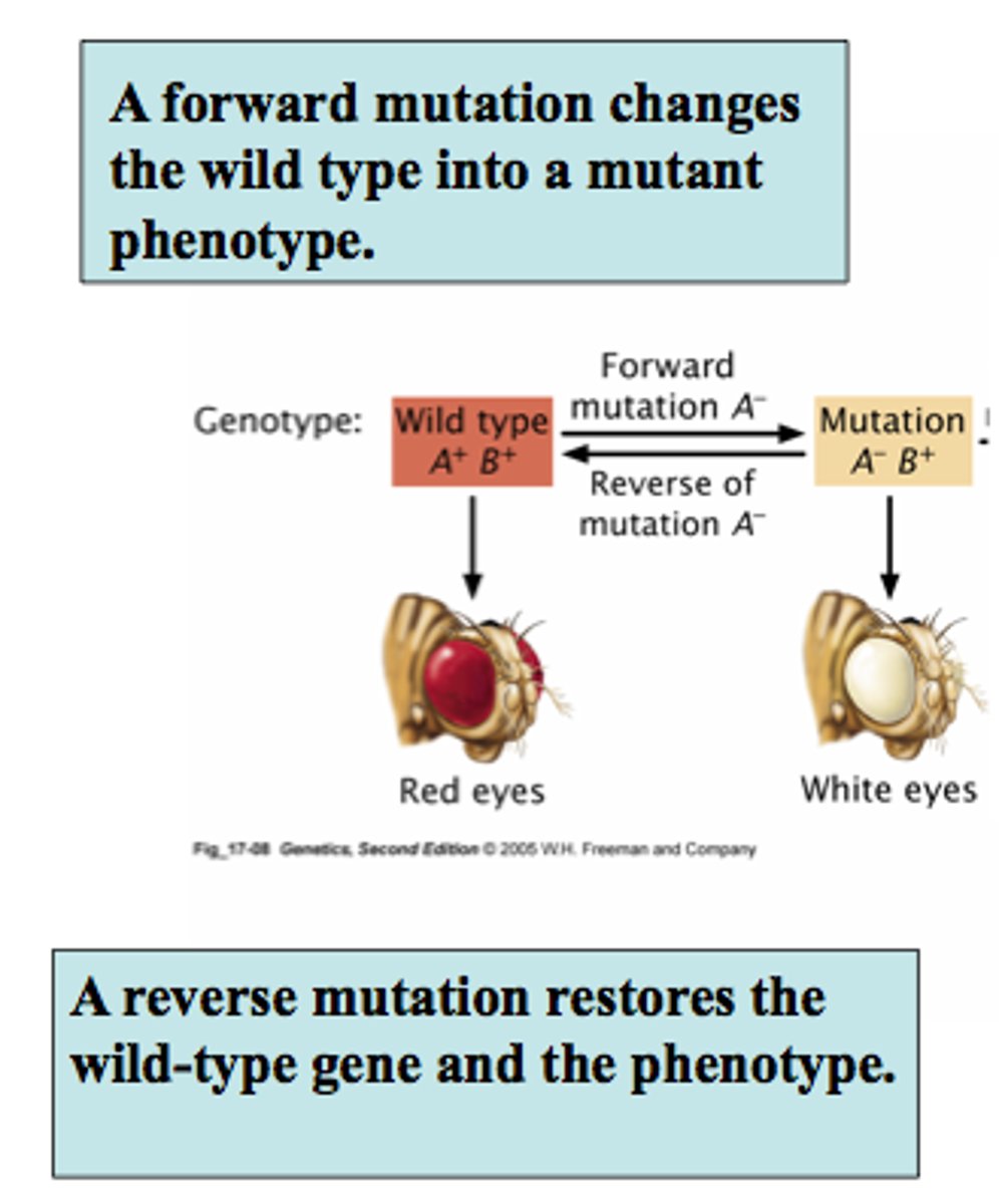 <p>A mutation that changes a wild type allele into a mutant allele.</p>