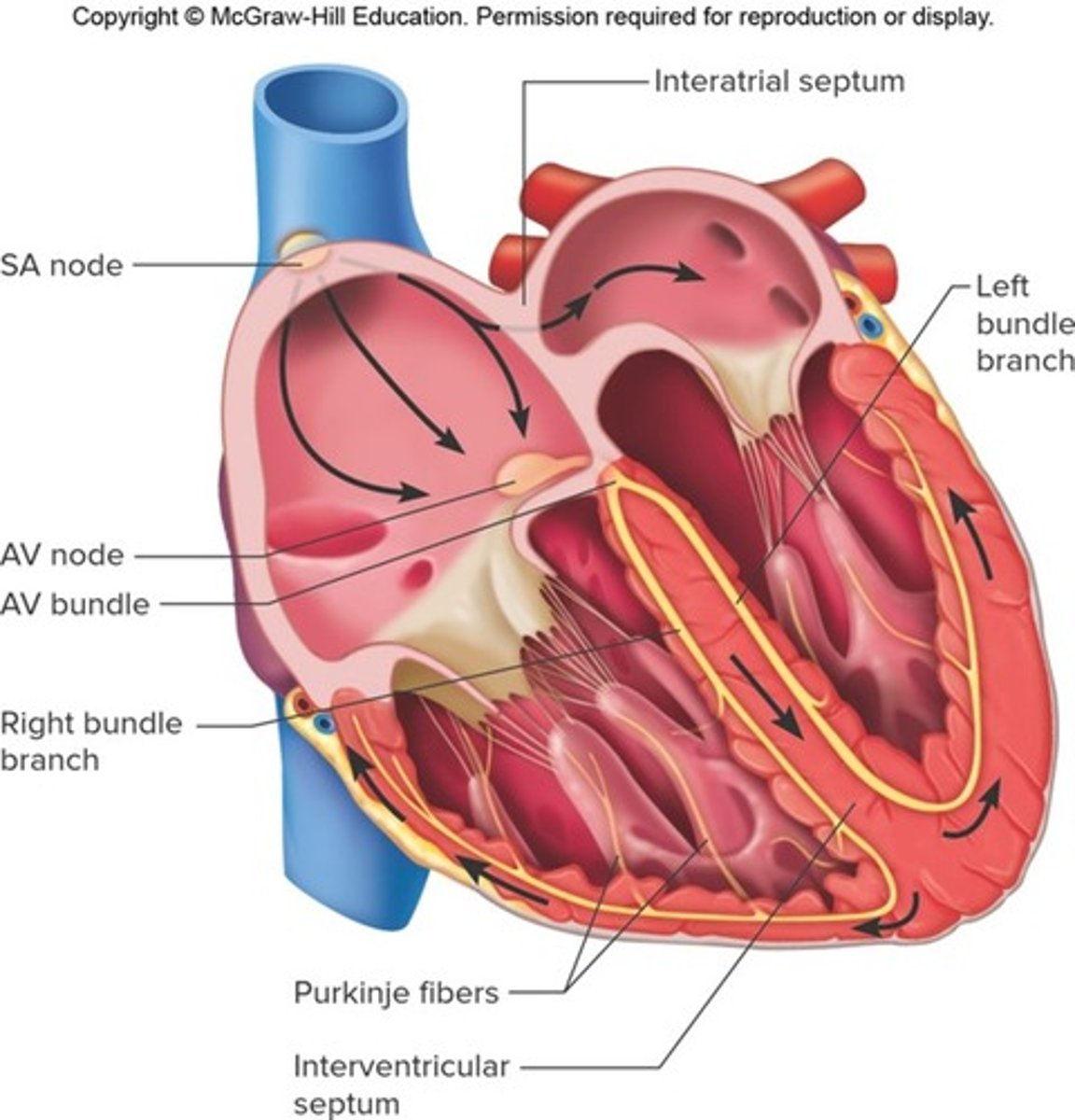 <p>The heart actually is composed of two syncytium's. What are they? </p>