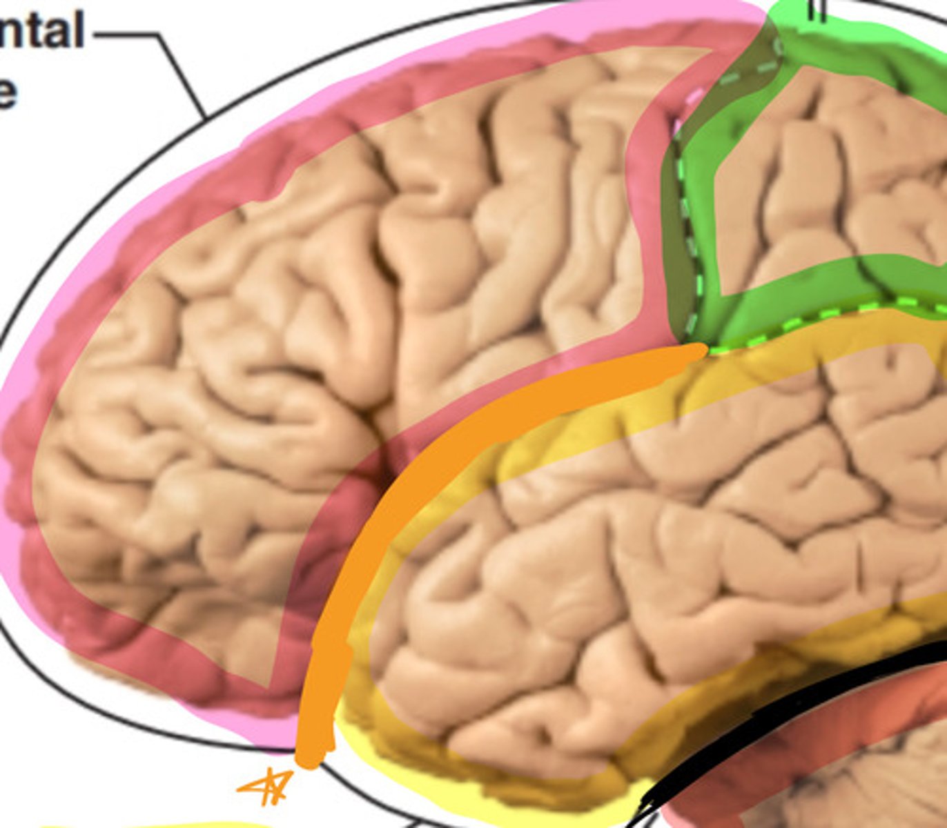 <p>what structure is highlighted in orange?</p>