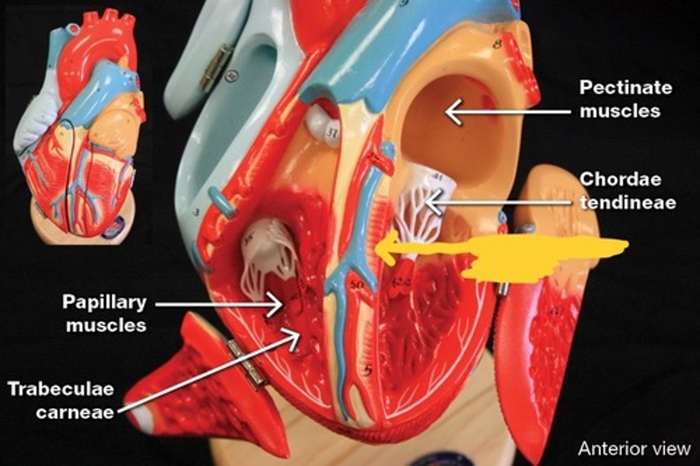 knowt flashcard image