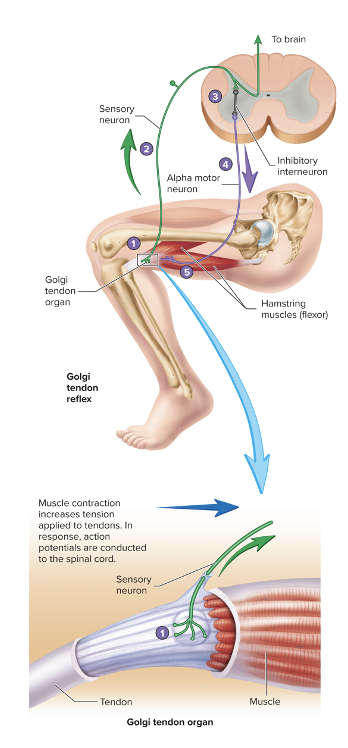 prevents contracting muscles from applying excessive tension to tendons

prevents damage to tendons that could be caused by excessive tension

produces sudden relaxation of the muscles

example of neuromodulation

GTO → sensory neurons → inhibitory interneurons → inhibit alpha motor neurons → muscle relaxes