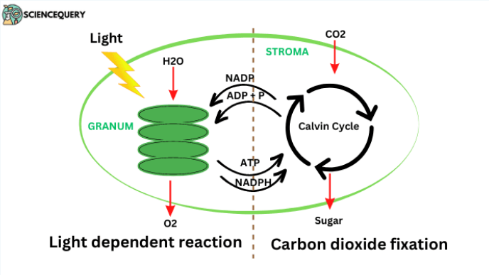 <ul><li><p>CO2 + H combines to form C6H12O6</p></li><li><p>ATP is used</p></li><li><p>This process happens in the stroma</p></li></ul><p></p>